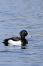 Tufted duck (Aythya fuligula)