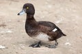 Tufted duck Aythya fuligula.