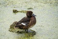 Tufted duck bird stand on a log in a green pond