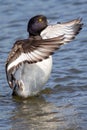 Tufted duck dance. Washing with wings outstretched on water. Aes