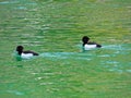 Tufted duck, diving duck in black white with yellow eyes swimming in green lake in Austria, Europe