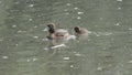 Tufted duck family, Aythya fuligula