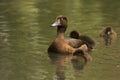 Tufted duck female Royalty Free Stock Photo