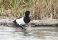 Tufted duck getting ready to swim on a lake in the forest Royalty Free Stock Photo