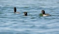 Tufted Duck group