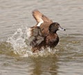 A Tufted Duck having fun