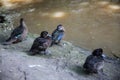 Tufted duck at Khonkaen zoo