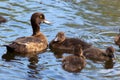 Tufted Duck, Pochard, Aythya fuligula