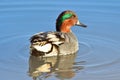 Tufted Duck