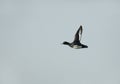 Tufted duck in flight Royalty Free Stock Photo