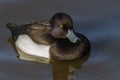 Tufted Duck & x28;Aythya fuligula& x29; on calm water