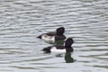 Tufted ducks aythya fuligula swimming on water surface