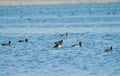 Tufted ducks and Common Coots in lake