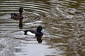 Tufted ducks, Dublin, Ireland