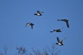 Tufted ducks flying