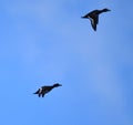 Tufted ducks flying