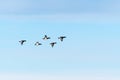 Bird formation with Tufted Ducks Royalty Free Stock Photo