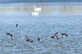 Tufted Ducks are flying over the water surface of a lake with swans
