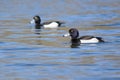 Tufted ducks