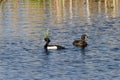 Tufted ducks