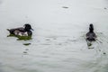 Tufted ducks - Tokyo, Japan