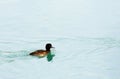 A female tufted duck swimming at the river Royalty Free Stock Photo