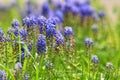 Tufted Grape Hyacinth Purple Flowers Royalty Free Stock Photo