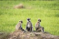 Tufted gray langur in Arugam bay, Sri Lanka