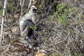 A Tufted Gray Langur with baby in Sri Lanka.