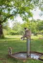 Tufted gray langur and the baby, thirsty young monkey waiting for the adult monkey to turn on the valve to drink water