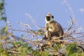 Tufted gray langur in Bundala national park, Sri Lanka