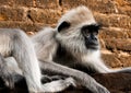 tufted gray langur