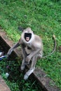 Tufted gray langur expressing agression