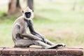 Tufted gray langur monkey in Anuradhapura