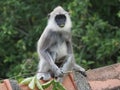 Tufted gray langur monkey in Sri Lanka, Semnopithecus priam thersites Royalty Free Stock Photo