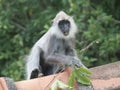 Tufted gray langur monkey in Sri Lanka, Semnopithecus priam thersites Royalty Free Stock Photo