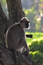Tufted gray langur, perched on a tree trunk, Sri Lanka Royalty Free Stock Photo