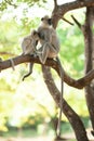 The tufted gray langur Semnopithecus priam in Sri Lanka