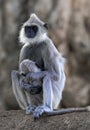 Tufted gray langur Semnopithecus priam monkey falling asleep nursing baby