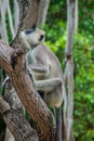 Tufted gray langur Semnopithecus priam on a tree in the Fort Frederick in Trincomalee, Sri Lan Royalty Free Stock Photo