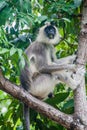 Tufted gray langur Semnopithecus priam on a tree in the Fort Frederick in Trincomalee, Sri Lan Royalty Free Stock Photo