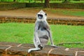 Tufted Gray Langur