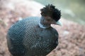 Tufted Guinea fowl, Guttera pucherani, on a background of pebbles. Birds, ornithology,