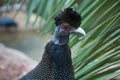 Tufted Guinea fowl, Guttera pucherani, on a background of pebbles. Birds, ornithology,