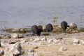 Tufted guineafowl, Numida meleagris mitratus,in Etosha National Park, Namibia