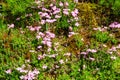 Tufted Phlox or Columbia Phlox (Phlox douglasii) in garden
