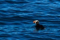 Tufted Puffin with fish in its beak