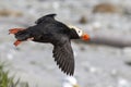 Tufted puffin Flying over the coast of the