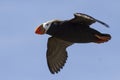 Tufted puffin flying over the island cloudless summer Royalty Free Stock Photo