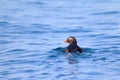 Tufted Puffin